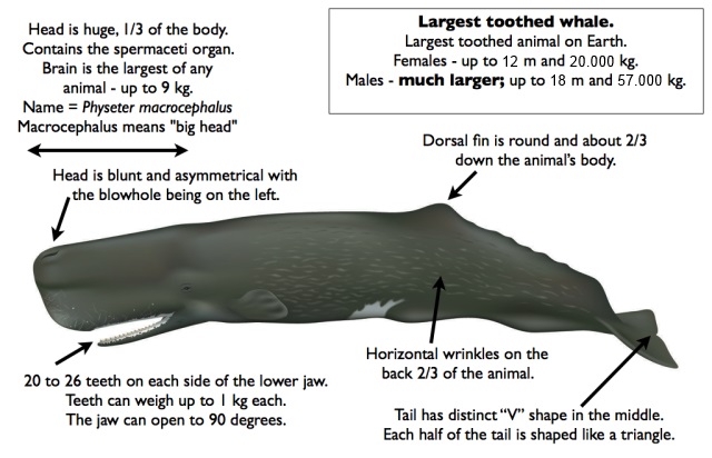 Sperm Whale | Images and words